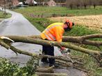 Gratis / opruiming van bomen, Tuin en Terras, Brandhout, Ophalen of Verzenden, Takken