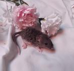 Tamme curly rex dumbo ratjes, Dieren en Toebehoren, Meerdere dieren, Rat, Tam