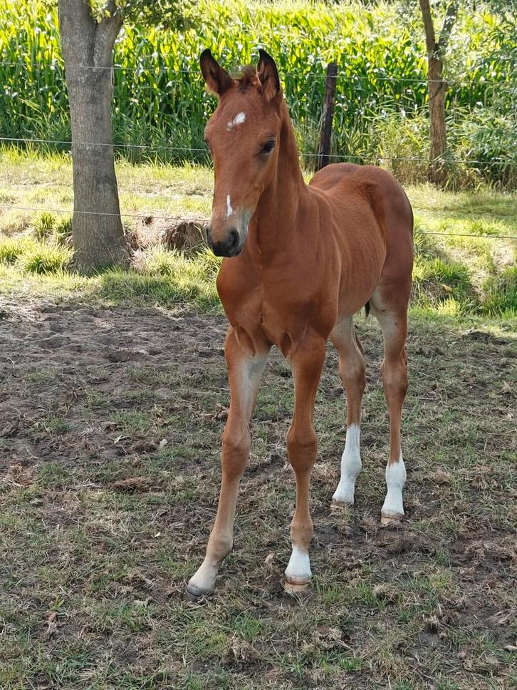 Sportief hengstenveulen, Dieren en Toebehoren, Paarden, Hengst, M