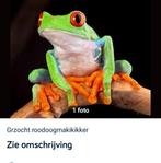 Roodoogmakikikker, Ophalen