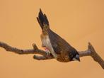 Spitsstaartbronzeman, Animaux & Accessoires, Oiseaux | Oiseaux Autre, Mâle, Oiseau tropical, Bagué