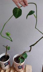 Philodendron melanochrysum plantjes, Maison & Meubles, Plantes d'intérieur, Ombre partielle, Plante verte, Enlèvement, Moins de 100 cm