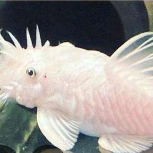 Blanche-Neige ancistrus MAN, Animaux & Accessoires, Poissons | Poissons d'aquarium
