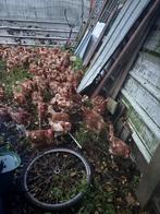 Jeunes poules pondeuses rousse, Dieren en Toebehoren, Pluimvee, Kip