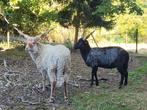 Racka schapen Mannelijke dieren, Dieren en Toebehoren, Mannelijk, Schaap, 0 tot 2 jaar