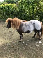 Mini shetlander met Belgisch stamboek, Gechipt, Merrie, 3 tot 6 jaar, A pony (tot 1.17m)
