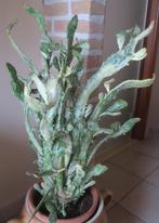 cactusplant, Enlèvement
