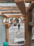 Kanaries te koop, Dieren en Toebehoren, Vogels | Overige Vogels