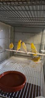 Mâle canaris 2025, Animaux & Accessoires, Mâle