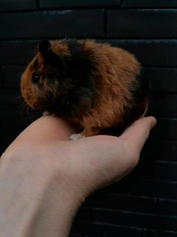 Cavia nestje  beschikbaar voor biedingen