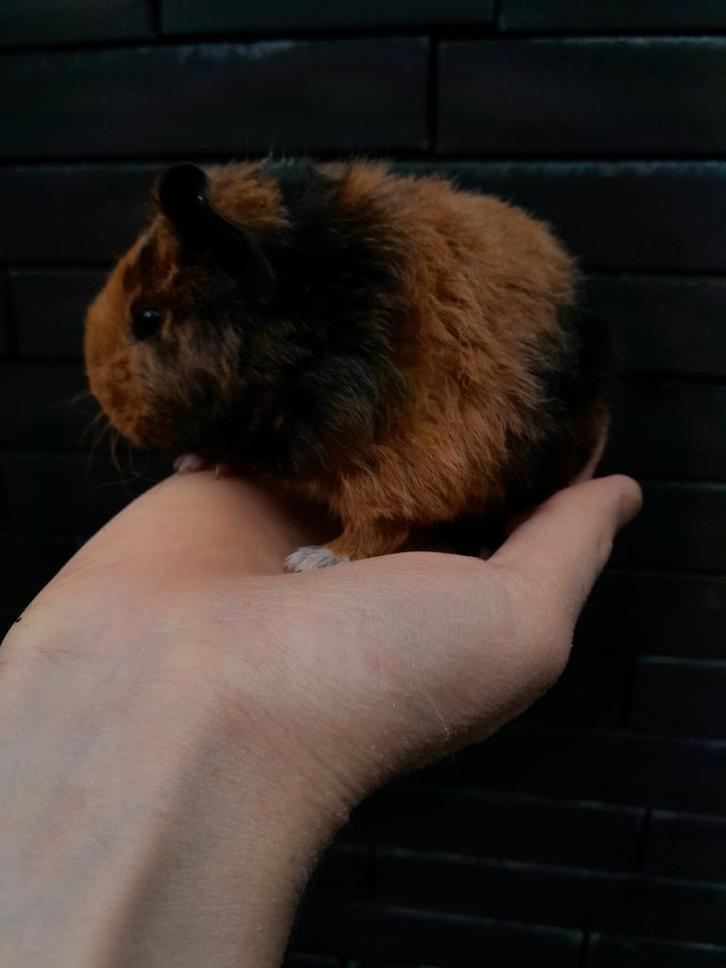 Cavia nestje, Dieren en Toebehoren, Knaagdieren, Meerdere dieren, Cavia, September, Tam