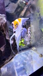 Maanvissen, Vis, Zoetwatervis, Schoolvis
