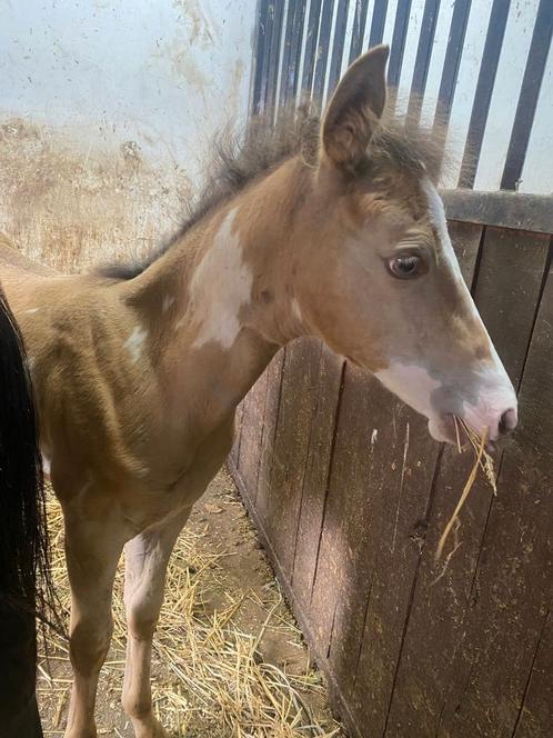 Unieke kans Amber champagne dun overo merrie, Dieren en Toebehoren, Pony's, Merrie