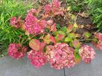 Hortensia roze of blauw gratis, enkel ophalen, Ophalen, Zomer, Vaste plant