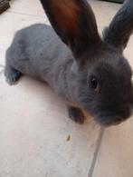 Te koop mooi mannetje komijn van  15 weken oud heel lief, Dieren en Toebehoren, Konijnen, Mannelijk, Middelgroot, 0 tot 2 jaar