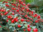 2x cotoneaster dammeri , blijft zeer laag is 40 cm breed nu, Jardin & Terrasse, Enlèvement