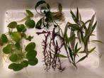 Aquarium planten, Enlèvement, Comme neuf, Plante(s), Pierre ou Bois