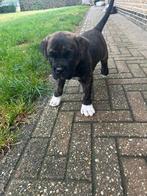 ALANO ESPAGNOL pup, Dieren en Toebehoren, België, Fokker | Hobbymatig, CDV (hondenziekte), 8 tot 15 weken