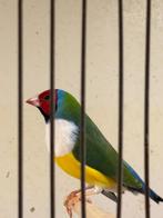 Gould male poitrine blanche, Animaux & Accessoires, Oiseau tropical