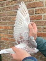 Red Bullens / Koopman doffer, Animaux & Accessoires, Oiseaux | Pigeons, Mâle, Pigeon voyageur