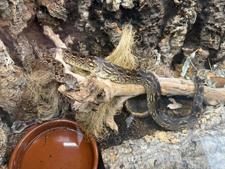 1.0 Dumeril’s boa (Acrantophis dumerili), Animaux & Accessoires, Reptiles & Amphibiens, Serpent, 3 à 6 ans