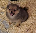 Dwergkeesjes, België, Keeshond, CDV (hondenziekte), 8 tot 15 weken