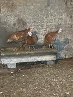 Kalkoenen, Dieren en Toebehoren, Vrouwelijk, Kalkoen