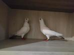 Koffie start koppel, Dieren en Toebehoren, Vogels | Duiven, Overige soorten