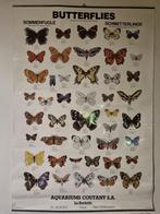 Poster Butterflies, Gebruikt, Ophalen of Verzenden