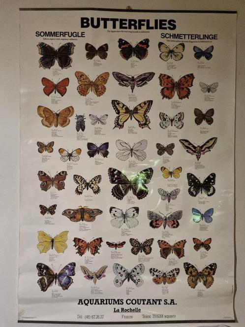 Poster Butterflies, Divers, Divers Autre, Utilisé, Enlèvement ou Envoi