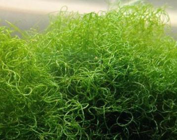 Macro algen/ Chaeto 