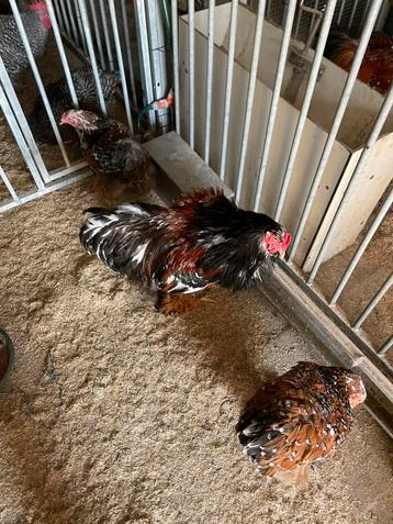 Prachtige haan van bramha groothoenders, Mâle, Poule ou poulet