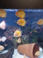 Discus vissen, Dieren en Toebehoren, Vissen | Aquariumvissen