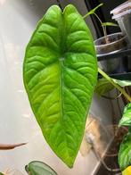 Alocasia Puncak Borneensis, Ombre partielle, Plante verte, Enlèvement ou Envoi, Moins de 100 cm