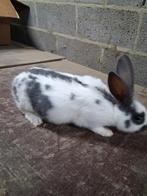 Jonge lotharinger rammelaars, Dieren en Toebehoren, Konijnen, Mannelijk, Groot, 0 tot 2 jaar