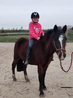 4 Jarige C pony merrie, Dieren en Toebehoren, Pony's, Merrie