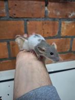 Jonge dwergratjes, verschillende kleuren, handtam, Dieren en Toebehoren, Knaagdieren, December, Rat, Tam