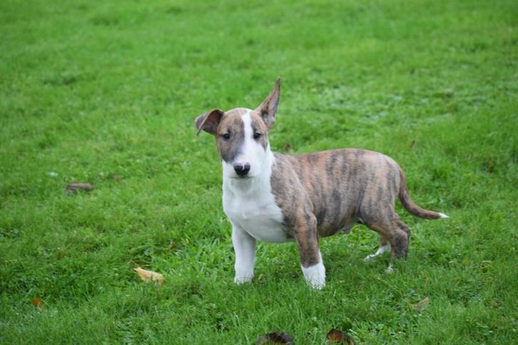 Bull terrier pups nieuw nestje, Dieren en Toebehoren, Honden | Jack Russells en Terriërs, Meerdere dieren, Bull Terriër, Fokker | Professioneel