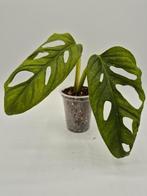 Monstera adansonii mint variegata, Ophalen of Verzenden