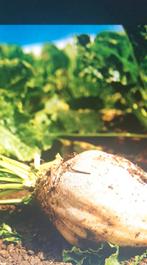 Quota betteraves a vendre, Zakelijke goederen, Landbouw | Werktuigen, Ophalen