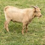 Geiten bokje, Animaux & Accessoires, Décembre, Mâle