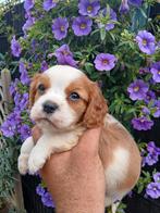 King Charles pupjes zoeken een warme thuis, Dieren en Toebehoren, België, CDV (hondenziekte), 8 tot 15 weken, Meerdere