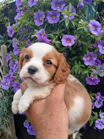 King Charles pupjes zoeken een warme thuis beschikbaar voor biedingen