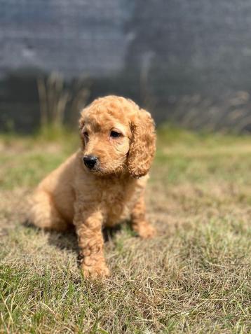 Bij ons geboren Cockapoo pupjes  beschikbaar voor biedingen