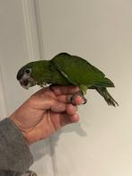❤️ Tamme baby ara nobilis, Dieren en Toebehoren, Vogels | Parkieten en Papegaaien, Geslacht onbekend, Papegaai, Pratend