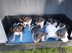 Jack Russell tricolor pups, Meerdere, 8 tot 15 weken, Meerdere dieren, België