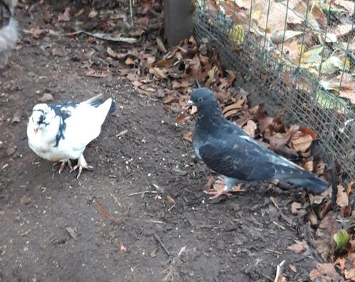 twee jonge rollers, Dieren en Toebehoren, Vogels | Duiven, Tuimelaar of Roller