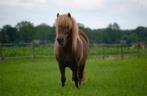 Shetlander merrie 6 jaar, Dieren en Toebehoren