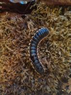 Coromus diaphorus, Dieren en Toebehoren, Insecten en Spinnen