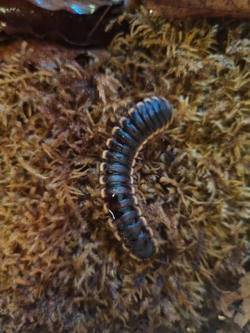Coromus diaphorus beschikbaar voor biedingen